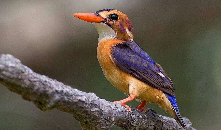 African Pygmy Kingfisher